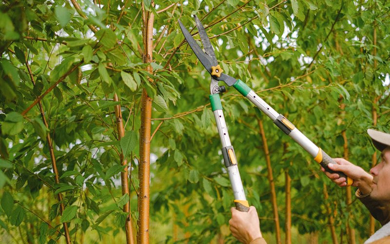 Tree trimming in Salol, MN
